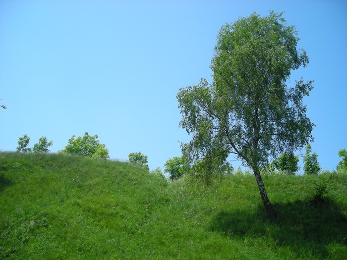 Betulle e prugnoli sul Bollettone