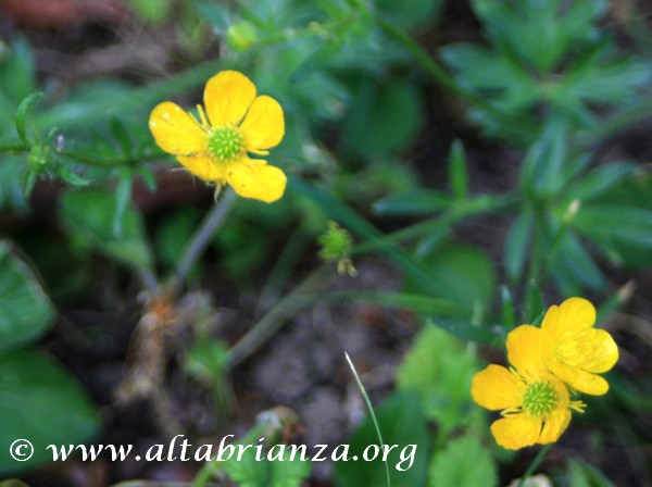 Botton d'oro (Ranunculus Acris) 