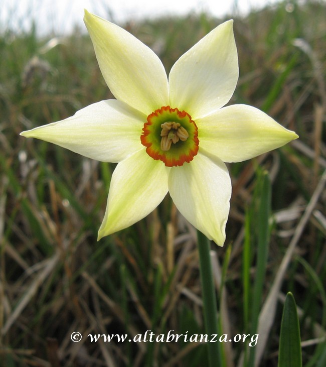 Narciso