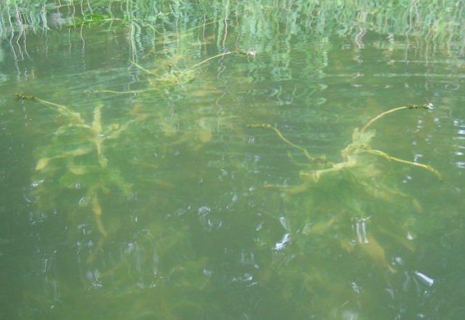 Potamogeto