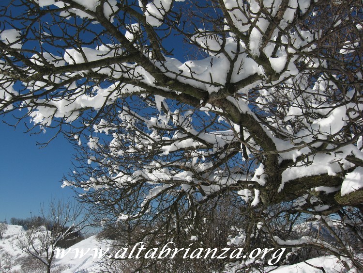 Il bianco della neve e l'azzurro del cielo si alternano tra il colore scuro dei rami di un albero, creando uno stranissimo effetto. 