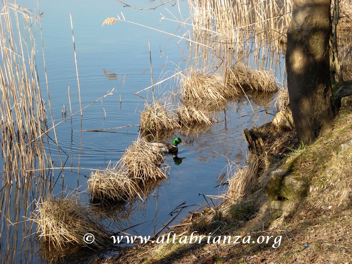 Il lago del Segrino